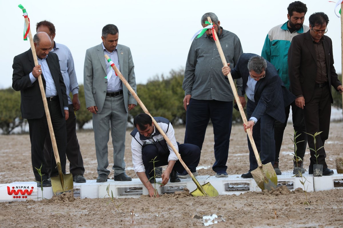کاشت ۹۰۰ هزار اصله نهال حرا در خورهای شهرستان بندر ماهشهر 3