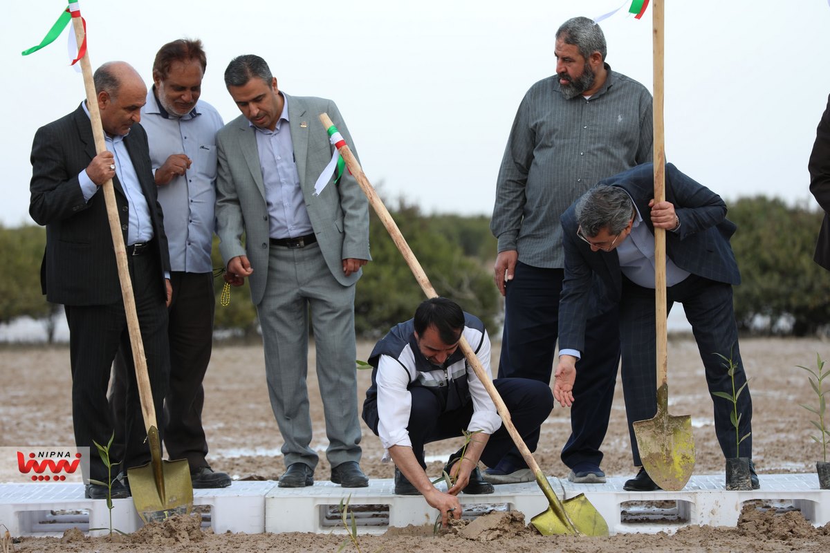 کاشت ۹۰۰ هزار اصله نهال حرا در خورهای شهرستان بندر ماهشهر 4