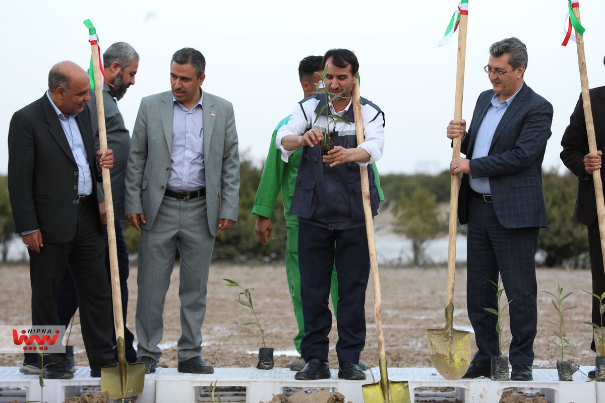 کاشت ۹۰۰ هزار اصله نهال حرا در خورهای شهرستان بندر ماهشهر 5